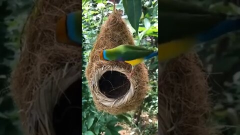 Beautiful Birds Nest #Shorts #ytshorts #UbertainmentFun #Dogs #Animals #Fun