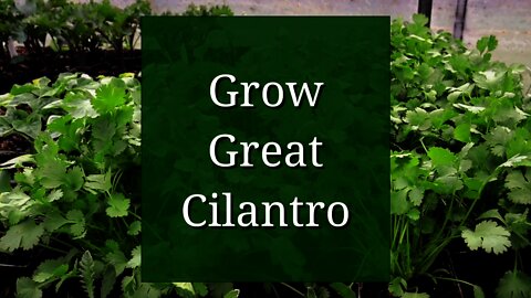Grow Great Cilantro