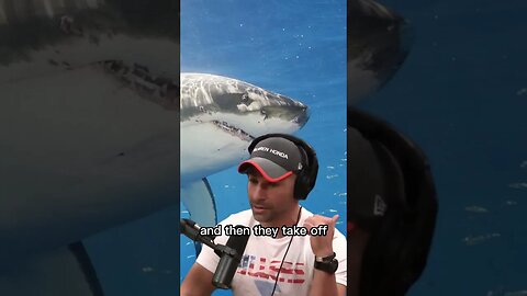 Sharks always attack the same way - Peter Attia telling a shark attack story - Joe Rogan