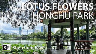 Beautiful Lotus Flowers and White Egrets in Honghu Park