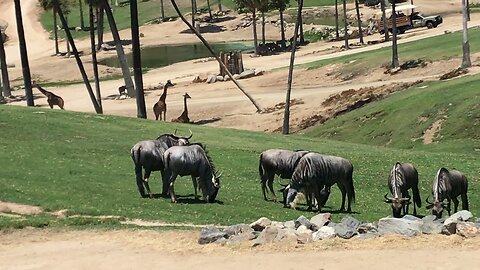 Wildebeests at the San Diego zoo safari park