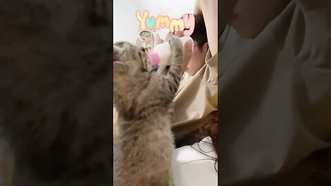 🐱Cutest Cats🐱Baby Kitten drinking her bottle