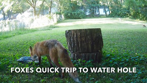 Foxes Quick Trip To Water Hole