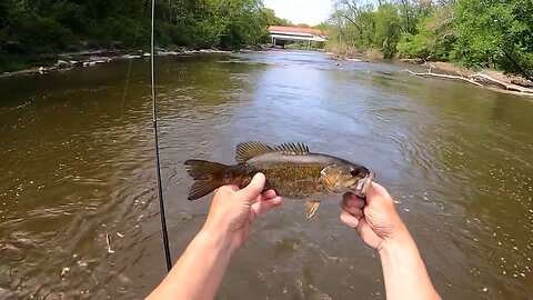 Fish Battles In The Stream