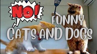 Funny Dogs and Cats - Try not to laugh #pets #funnyanimals #cats #dogs #trynottolaugh