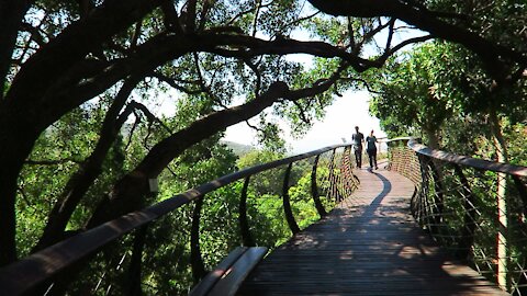 SOUTH AFRICA - Cape Town - Kirstenbosch National Botanical Garden (Video) (7nx)