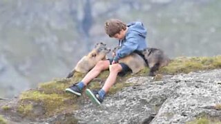 Rapaz fez amizade com grupo de marmotas