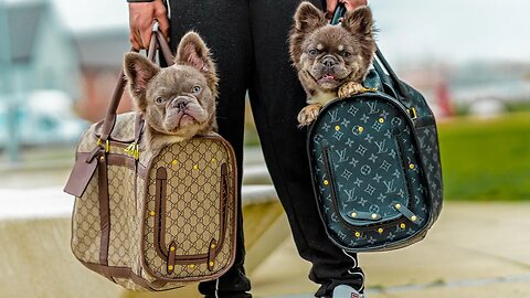 Meet Louis & Gucci The Fluffy French Bulldogs | Bully's From UK