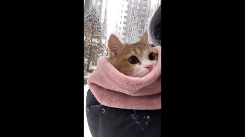 Cat's reaction to snow for the first time..🐈🌨️