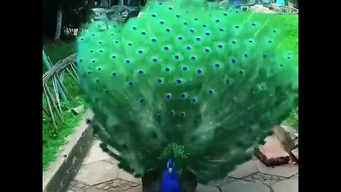 Today's clip is a beautiful colorful peacock fluffing its feathers - طاووس ملون جميل ينفش ريشه