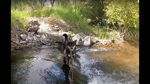 Let's Go Swim - Conejos River Dog Walk