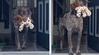 Sweet Pup Welcomes Owner Home With Favorite Stuffed Animal
