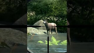 VITAL SHOTS 15 🦌🎯 - Way of the Hunter Animal Reactions #shorts