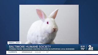 Bugsy the rabbit is up for adoption at the Baltimore Humane Society