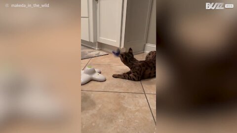 Un chat fasciné par son jouet papillon