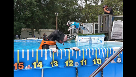 Great Dane Enjoys His First Swim & Watching Dock Diving Doggie Sister
