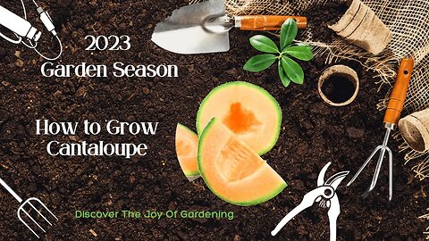How to Grow Cantaloupes
