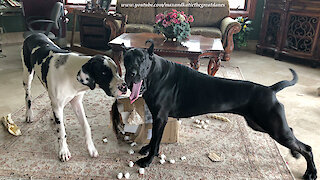 Great Danes loves opening packages together