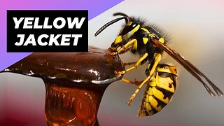 German Yellowjacket 🐝 The Most Aggressive Wasps!
