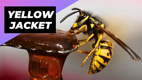 German Yellowjacket 🐝 The Most Aggressive Wasps!