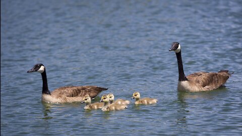 Geese singing