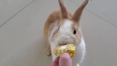 When the rabbit eats corn, it won't let go