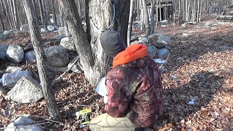 Early Maple Tree Tapping & Off Grid Homesteading