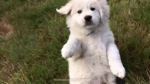 Great Pyrenees puppy's epic fail!