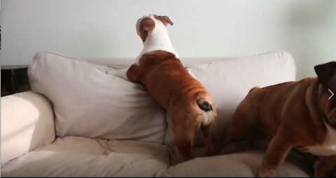 Dog Has A Loud Reaction When His Couch Privileges Are Denied Reuben the Bulldog throws