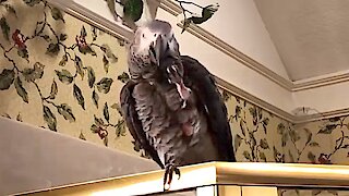 Generous parrot offers imaginary squirrel a nut