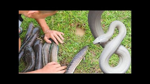 Catch Fish From Underground Hole With Snake