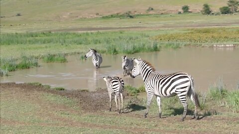Cute zebra and baby zebra playing in the pond