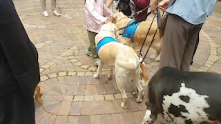 SOUTH AFRICA - Cape Town - Blessing of the Animals service at St George's Cathedral (Video) (HY4)