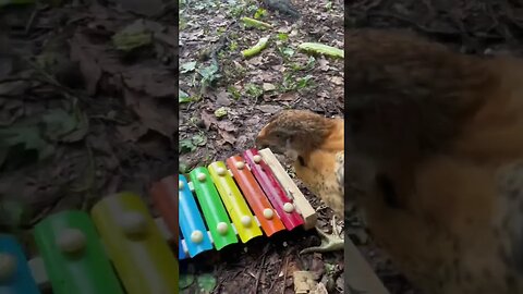 Our chicken dancing and playing the xylophone ! #backyardchickens