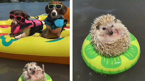 Hedgehog Enjoying in water with Swimming Tube