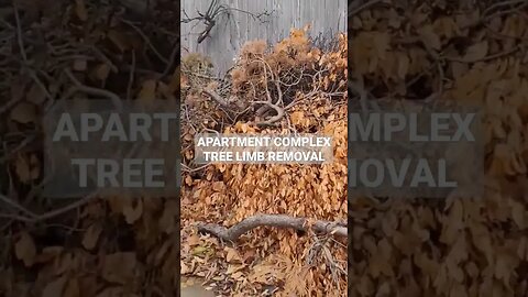 APARTMENT COMPLEX TREE LIMB CLEANUP | SOONER STATE JUNK REMOVAL | OKLAHOMA CITY