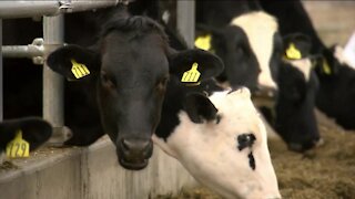 IN DEPTH: The state of dairy farming in WI