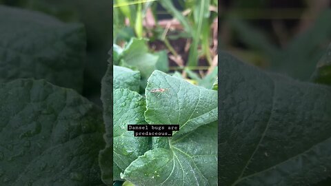 Beneficial Insects-Damsel Bug #aphids #mites #cucumber