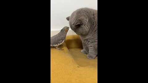 funny😆cat &parrot Amezing videos