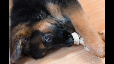 Rocky the German Shepherd Puppy Growing Up - 8 Weeks to 12 weeks