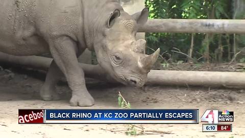 Kansas City Zoo rhino partially escapes