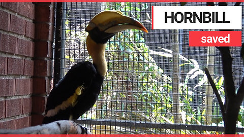 Great Hornbill saved after surgeons rebuild beak made in 3D printer