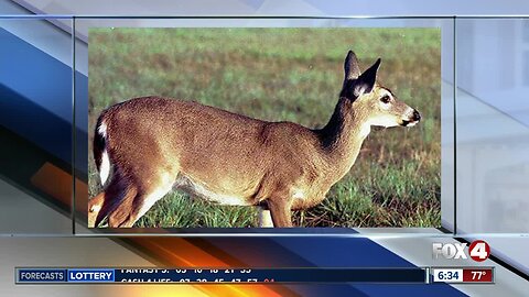 Government suggests taking Key deer off endangered list