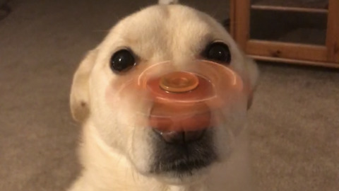 Dog flawlessly balances Fidget Spinner on his nose