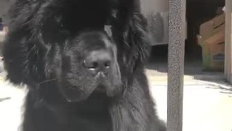 Big Fluffy Puppy Loves Getting A Good Blowout
