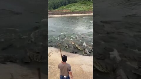 Funny Video of a guy feeding Alligator 🤣 #animals #shorts