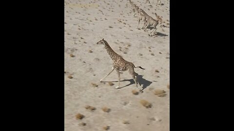 Helicopter Vision: Fly with dedicated experts in the wild, protecting Namibia's majestic giraffes.