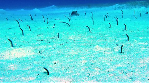 Garden eels sway in current while catching food in Belize