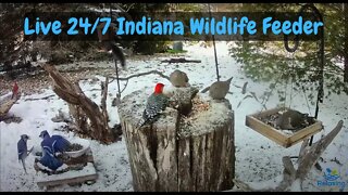 LIVE 24/7 Indiana Bird And Wildlife Feeder Cam