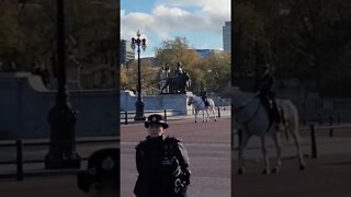 White police horse #buckinghampalace